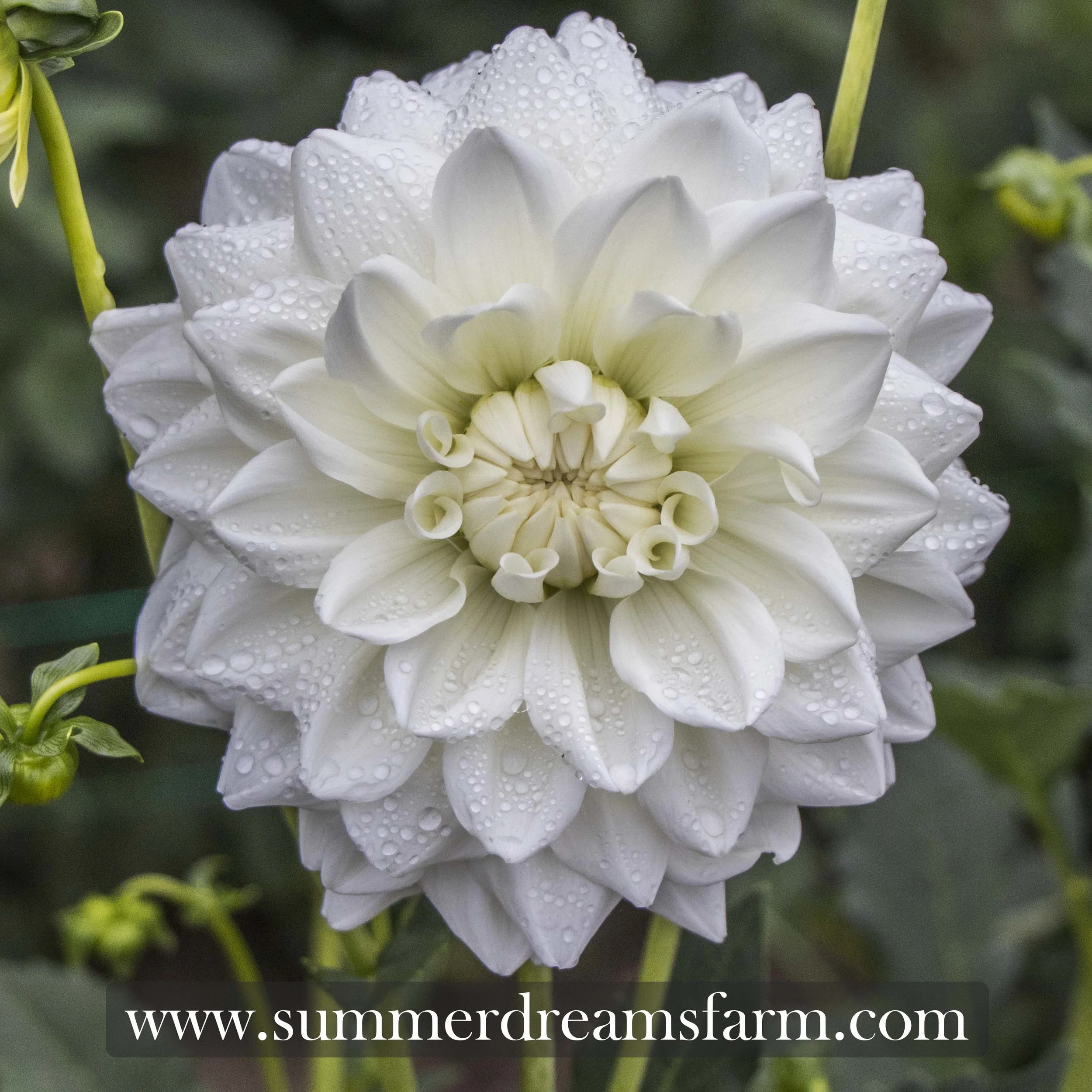 Dahlia - Lady Nathalie — Dahlia | SummerDreamsFarm